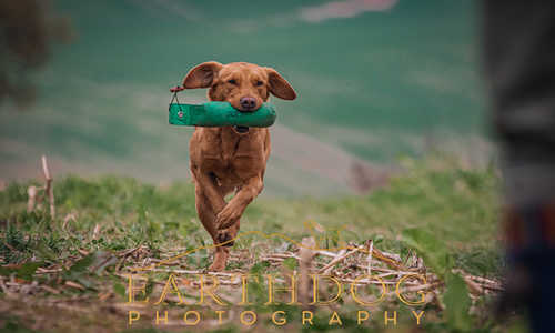 Dog with Dummy
